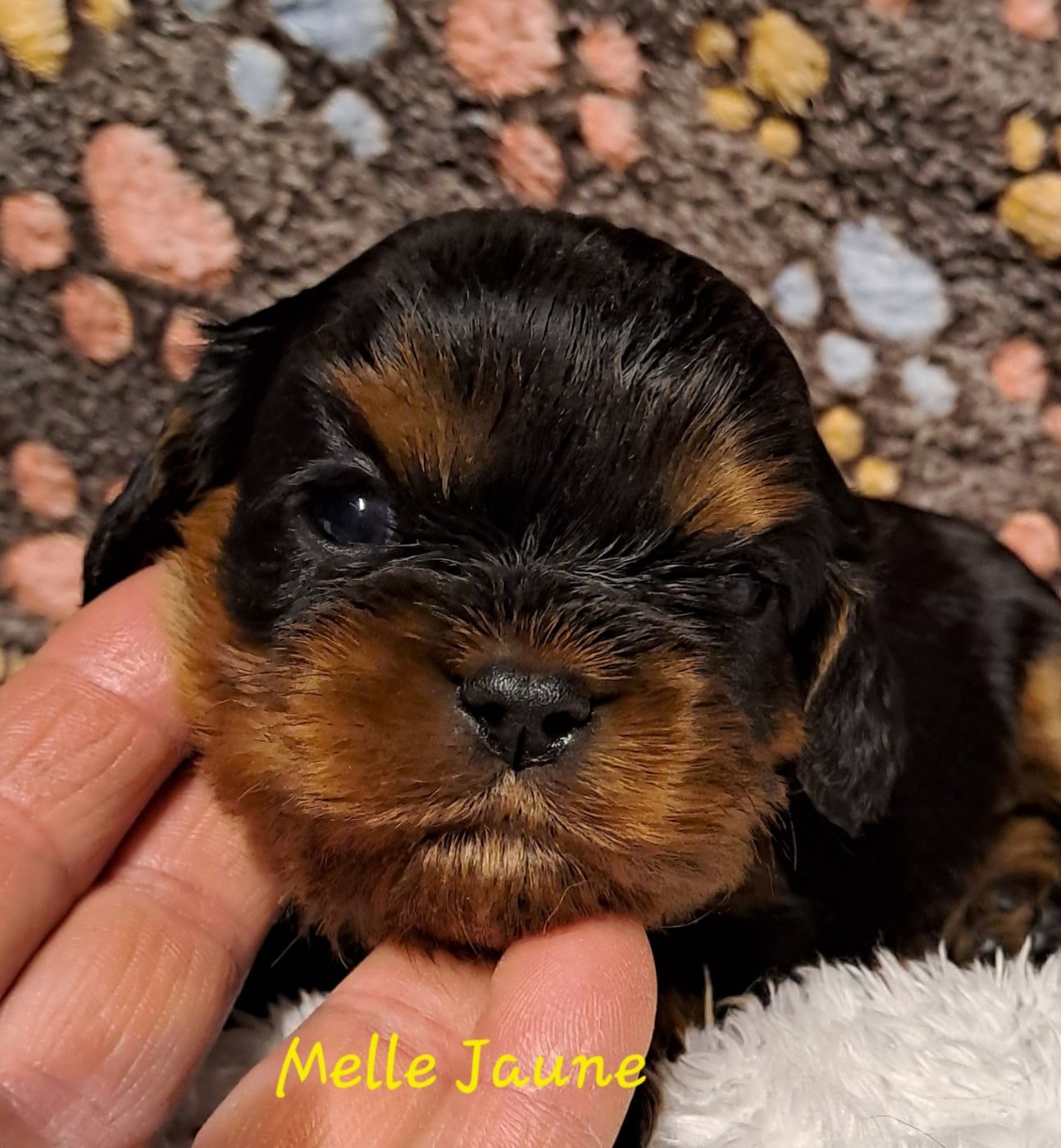 Melle Jaune - Cavalier King Charles Spaniel