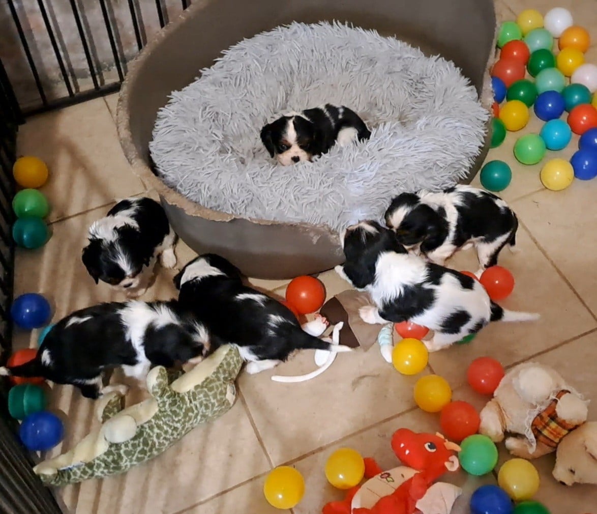 Cavalier King Charles Spaniel - de la Horde de Dixie