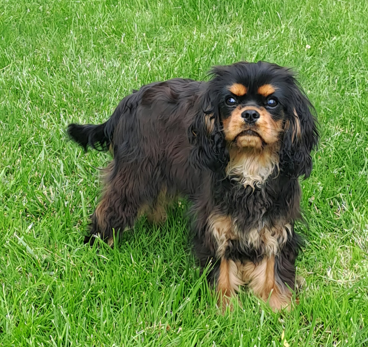Cavalier King Charles Spaniel - de la Horde de Dixie