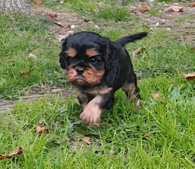 Les chiots de Cavalier King Charles Spaniel