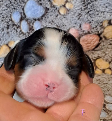 Les chiots de Cavalier King Charles Spaniel