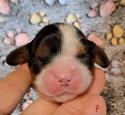 Les chiots de Cavalier King Charles Spaniel