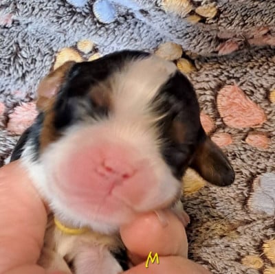 Les chiots de Cavalier King Charles Spaniel