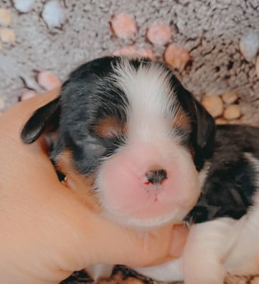 Les chiots de Cavalier King Charles Spaniel