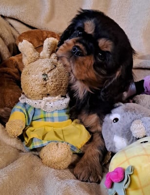 Les chiots de Cavalier King Charles Spaniel