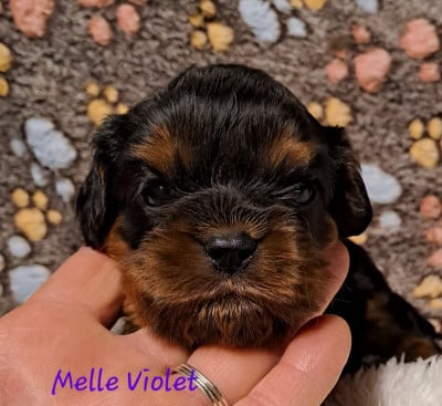 Cavalier King Charles Spaniel