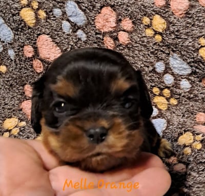 Melle Orange - Cavalier King Charles Spaniel