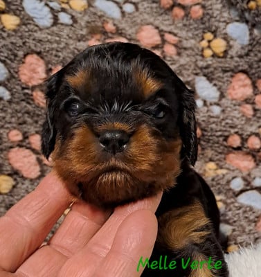 Melle Verte - Cavalier King Charles Spaniel