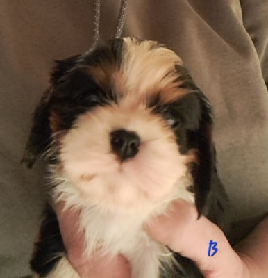 Les chiots de Cavalier King Charles Spaniel