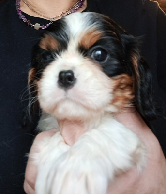 Les chiots de Cavalier King Charles Spaniel