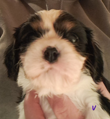 Les chiots de Cavalier King Charles Spaniel