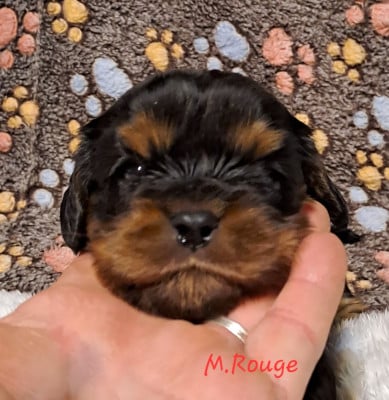 CHIOT 7 - Cavalier King Charles Spaniel