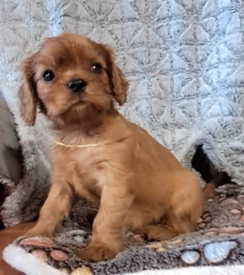 Les chiots de Cavalier King Charles Spaniel
