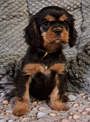 Les chiots de Cavalier King Charles Spaniel