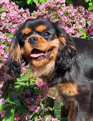 Les chiots de Cavalier King Charles Spaniel