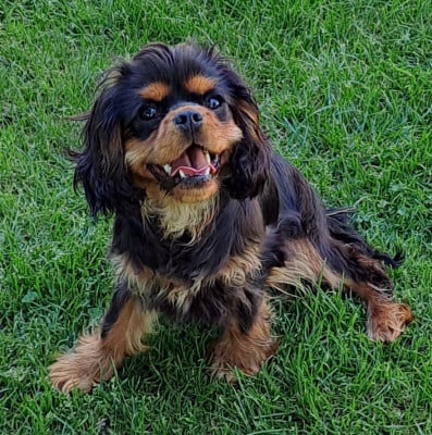 Les chiots de Cavalier King Charles Spaniel