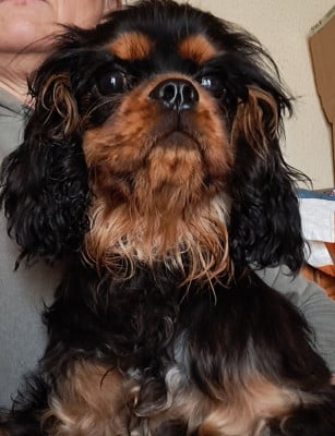 Les chiots de Cavalier King Charles Spaniel