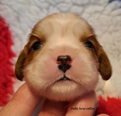 Les chiots de Cavalier King Charles Spaniel