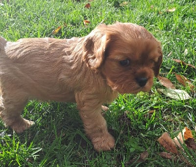 Les chiots de Cavalier King Charles Spaniel