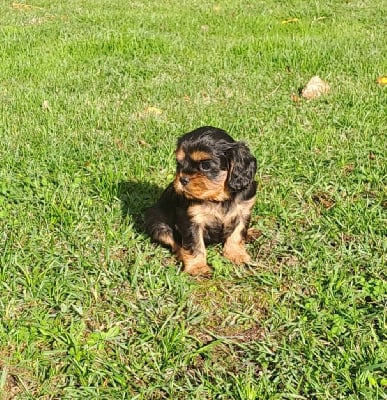Les chiots de Cavalier King Charles Spaniel