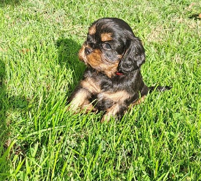 Les chiots de Cavalier King Charles Spaniel