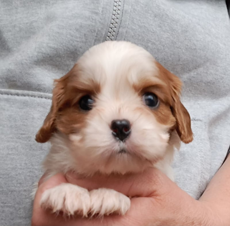 Cavalier King Charles Spaniel - de la Horde de Dixie