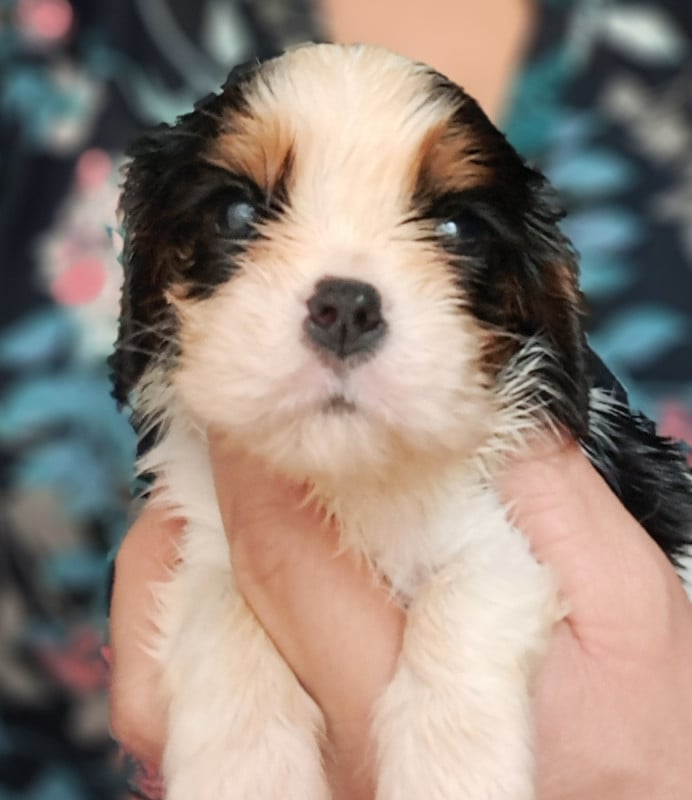 Cavalier King Charles Spaniel - de la Horde de Dixie
