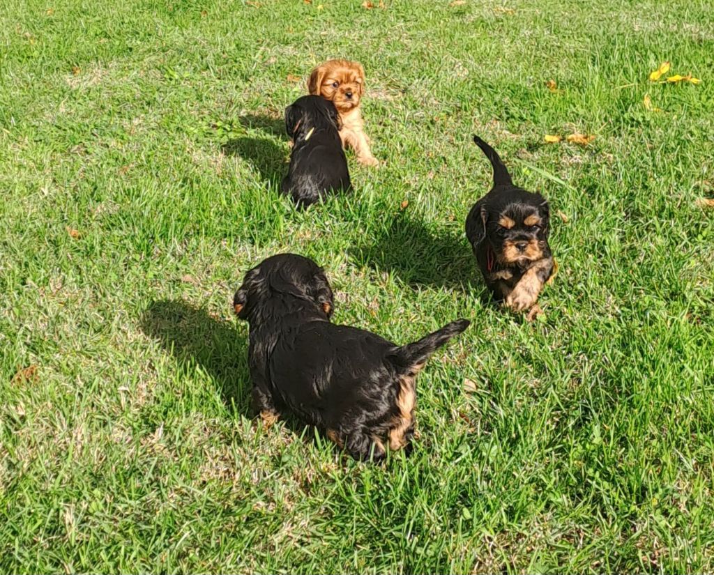 Cavalier King Charles Spaniel - de la Horde de Dixie