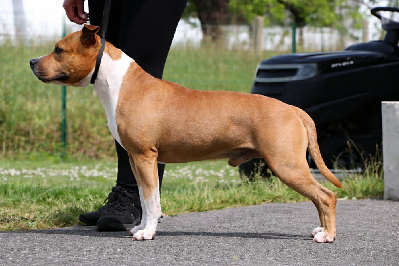 Notorious Ast Rider Hot Ticket