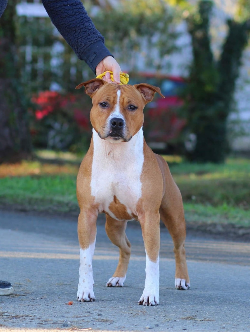 Notorious Ast Rider Hot Ticket