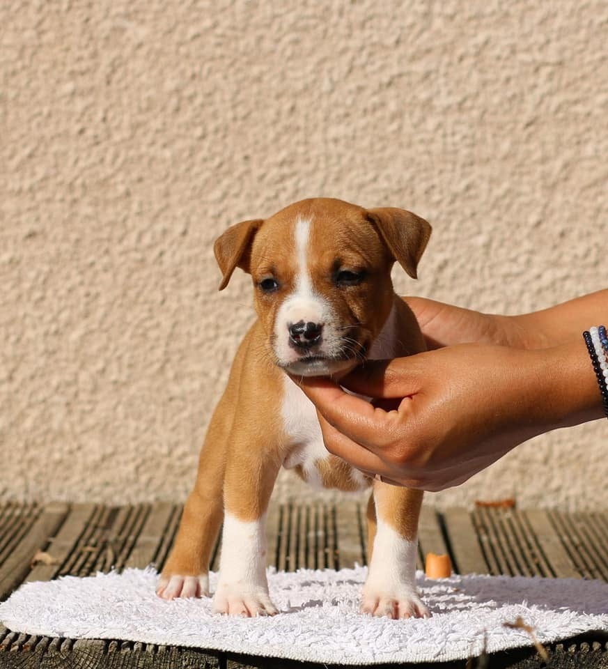 Notorious Ast Rider Hot Ticket