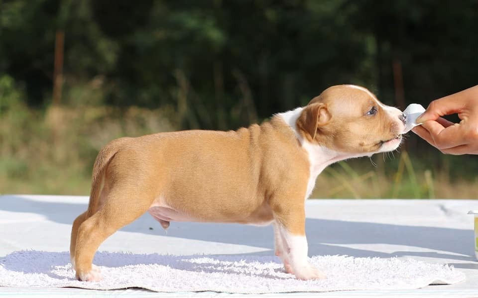 Notorious Ast Rider Hot Ticket