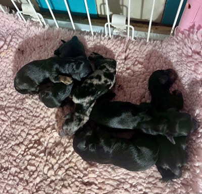 Chiot N°2 - Teckel poil long