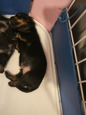 Les chiots de Teckel poil long