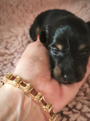 Les chiots de Teckel poil long