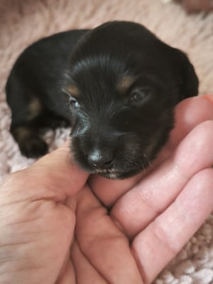 Les chiots de Teckel poil long