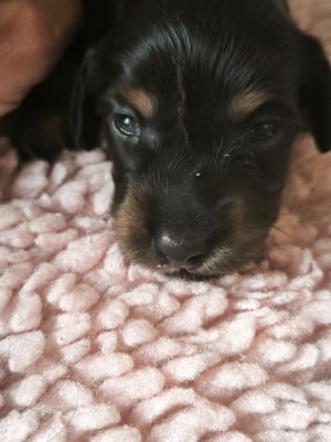 Les chiots de Teckel poil long