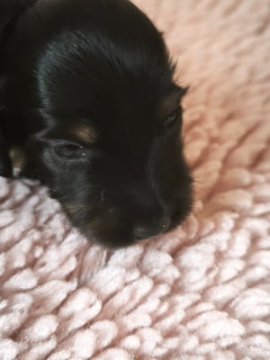 Les chiots de Teckel poil long
