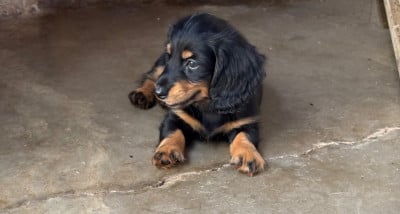 Les chiots de Teckel poil long