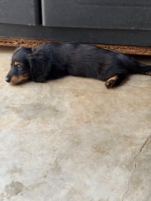 Les chiots de Teckel poil long