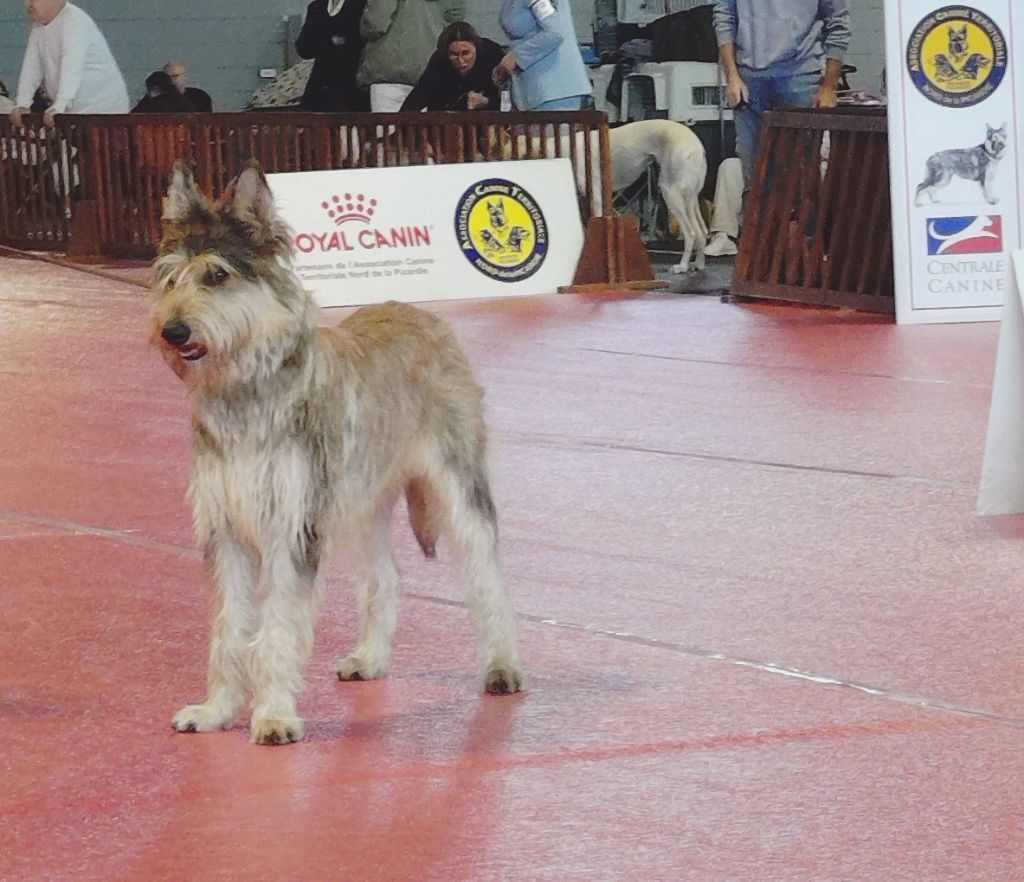 Vipere De La Riviere Authie - BON