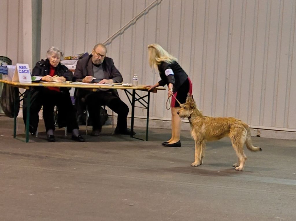 Vipere De La Riviere Authie - Très prometteur, meilleur puppy