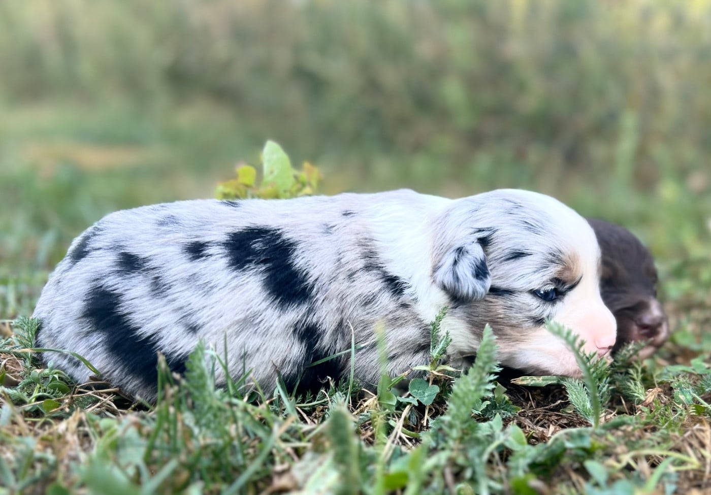 CHIOT 2