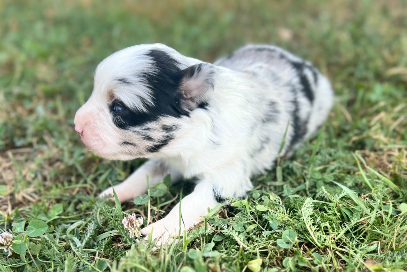 CHIOT 3