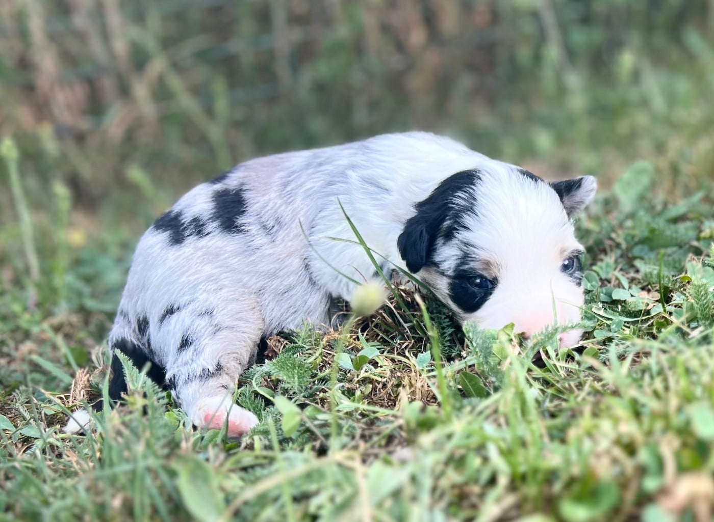 CHIOT 3