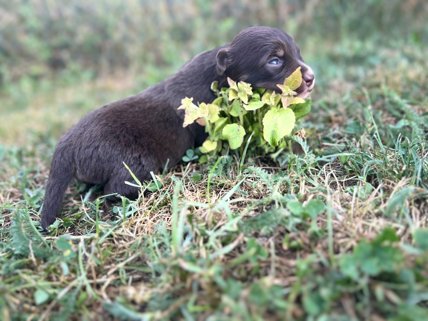CHIOT 6