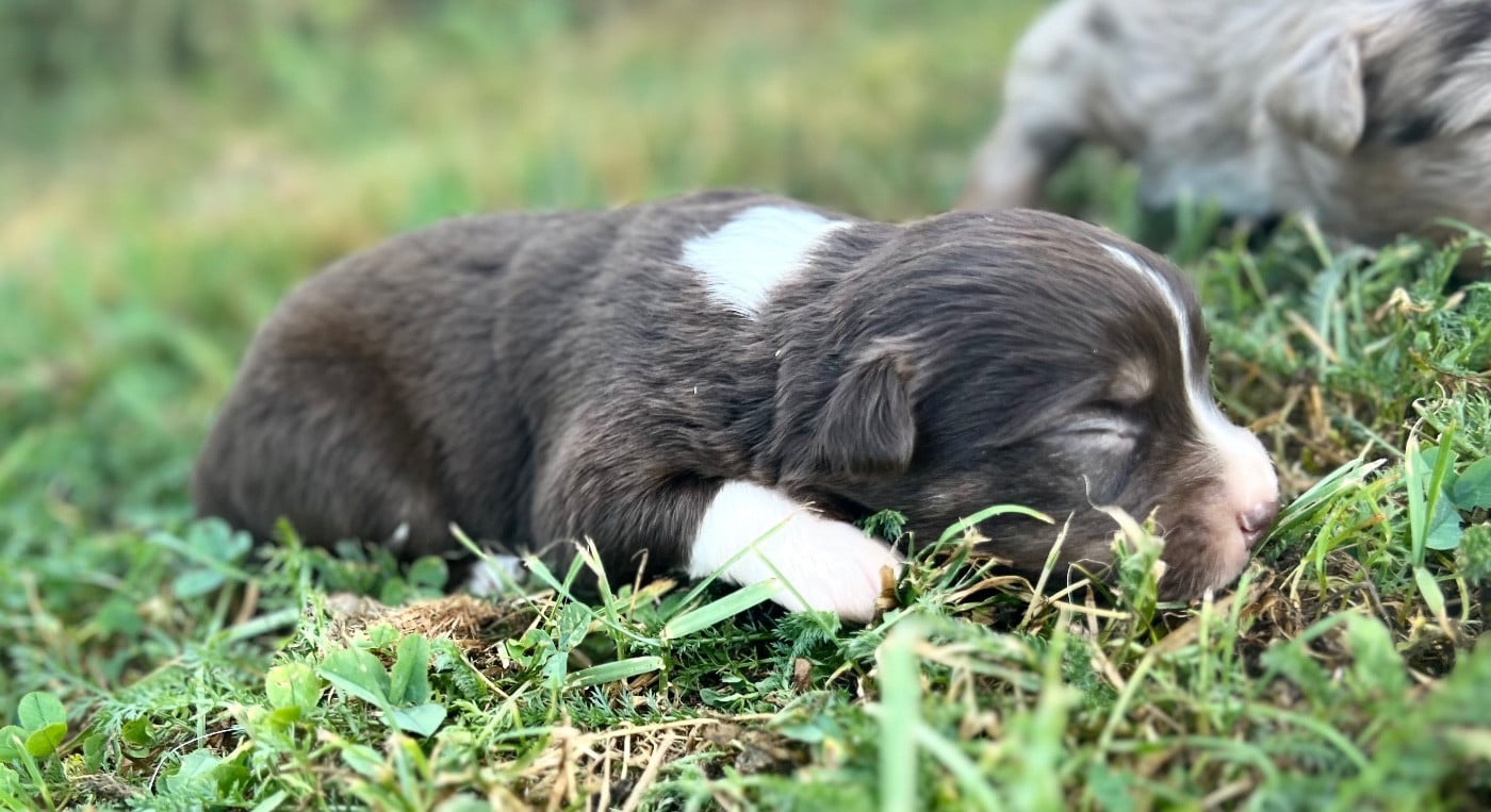 CHIOT 8