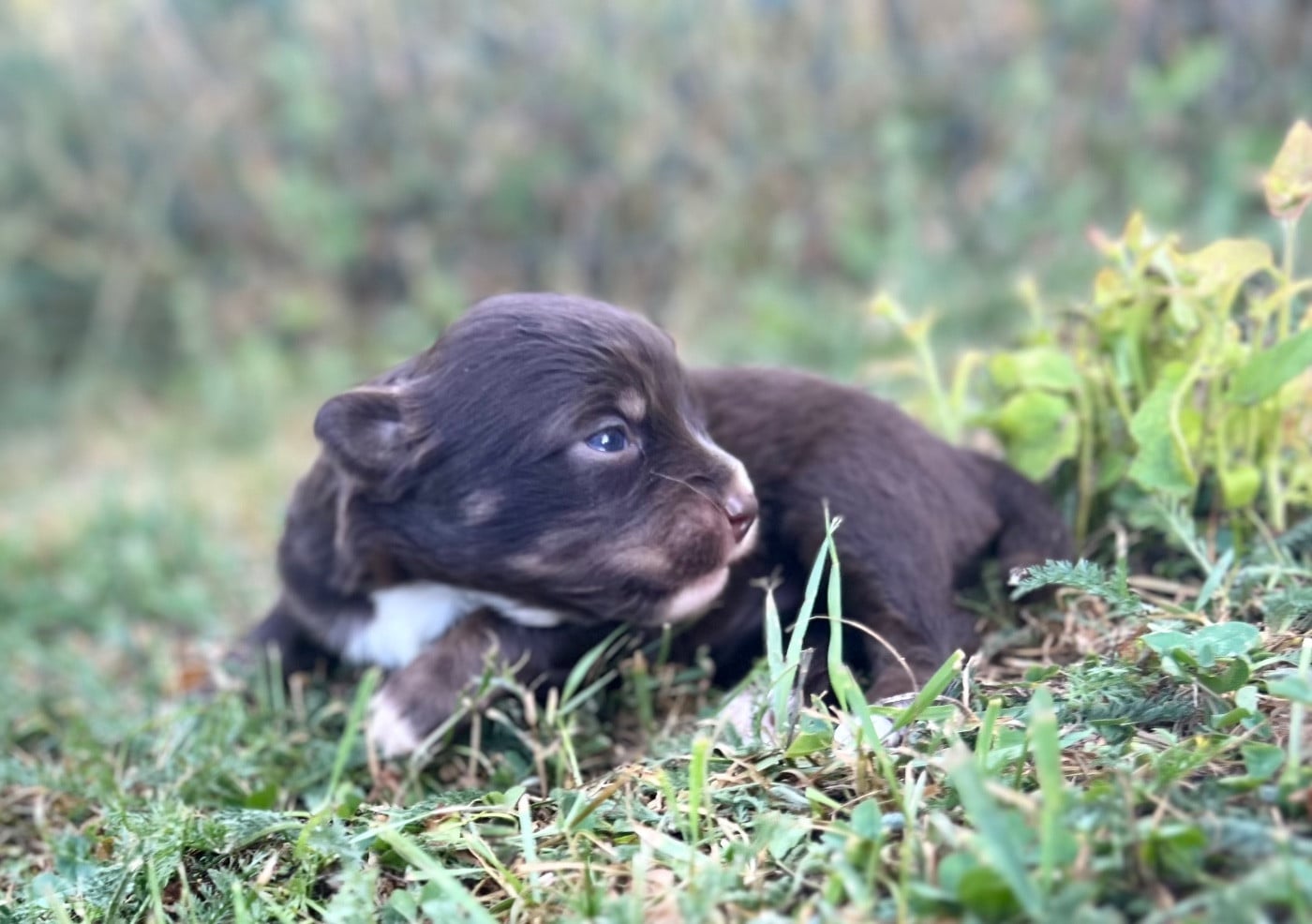 CHIOT 11