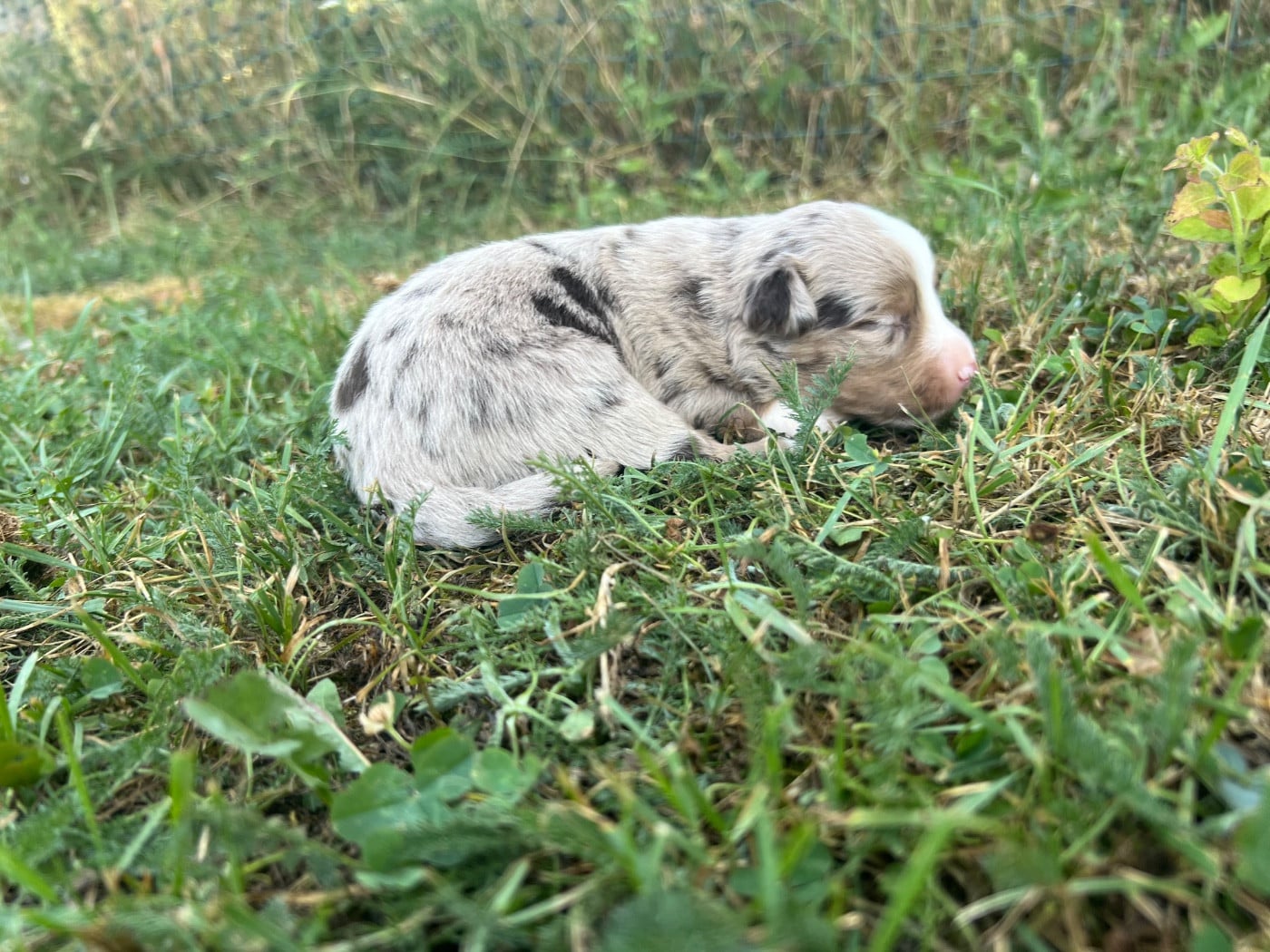 CHIOT 9