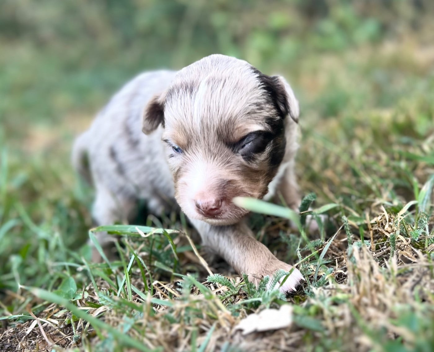 CHIOT 10